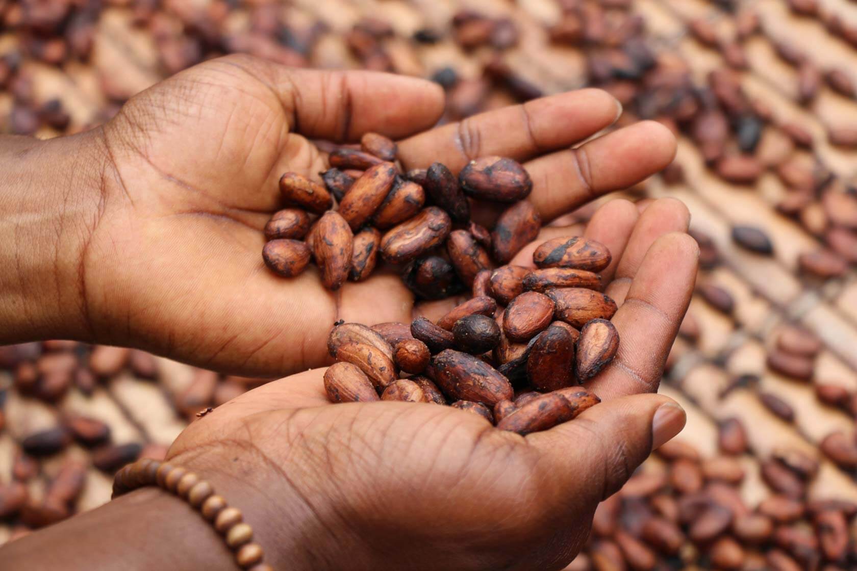 Cocoa beans export Sierra Leone