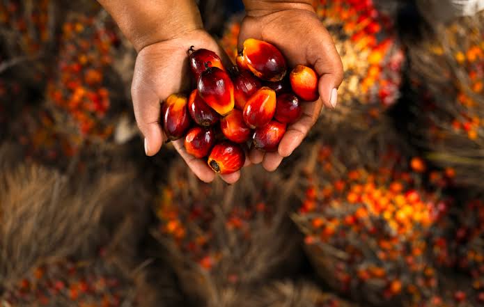 Palm oil produce Sierra Leone